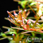 雲端