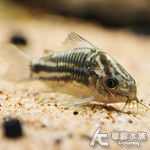 紳士鼠