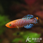 RAC 漂亮寶貝（公魚）
