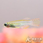 七彩藍眼燈