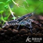 PSP 紅菱背U字螯蝦（3cm）