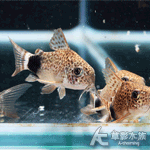 國王豹鼠（2.5cm）