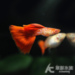 紅尾蛇王白子孔雀（對魚）