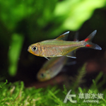 酒紅金燈