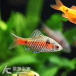 鑽石彩虹鯽
