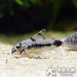 娃娃鼠