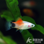 三色米奇