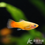 黃金太陽