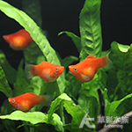 紅茶壺魚
