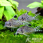 大花網鼠