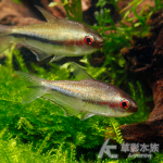 彩虹帝王燈