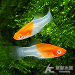 紅白劍（1.5~2cm）