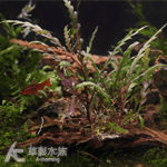 聖甲蟲沉木
