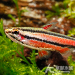紫豔鉛筆 1.8~2.1cm