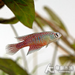 FUM 輻射珍珠鱂（對魚）