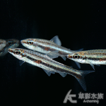 綠線鉛筆