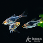藍三角燈