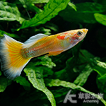 黃尾禮服孔雀（對魚）