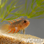安索其鬥魚