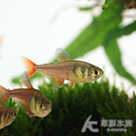 火焰燈