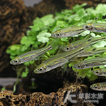 黑尾剪刀 3~5.5cm