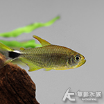 火焰亞瑟燈（2.2~2.7cm）