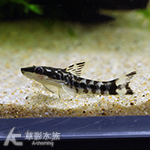 新斑馬小精靈