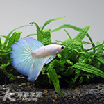 白金半月鬥魚（公魚）