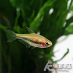 黃金帝王燈 2~2.5cm