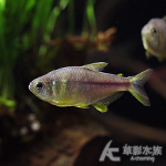 紫芯百合 4~4.5cm