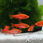櫻桃燈白子