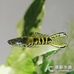 虎斑精靈孔雀（公魚）