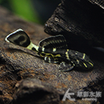 小黑莓異型（2.5~2.8cm）