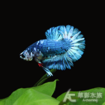 大理石將軍鬥魚（公魚）