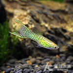 黃蕾絲雙劍孔雀（對魚）