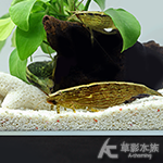 金背黃金網球蝦 4.5~5.5cm