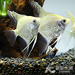 鑽石神仙（2.5cm）