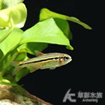 寶石綠魔鬼燈 1.3~1.6cm