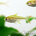 金玻璃彩旗（2.5~3cm）