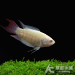 小白兔