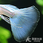 藍尾禮服超白體緞帶白子孔雀（對魚）