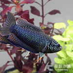 越南黑叉尾鬥魚