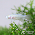 RAC 漂亮寶貝（母魚）