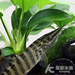 緬甸藍紋鼠（3~3.5cm）