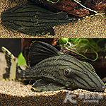 綠皮皇冠豹異型（9.5cm）