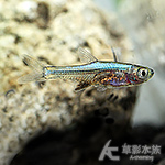鑽石紅蓮燈（藍型）