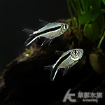 圓身小企鵝 2~2.5cm