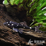 白珍珠劍尾異型（2.7cm）