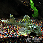 L200 金鑽異型（7cm）