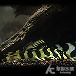 L134 黃金斑馬異型（5cm）